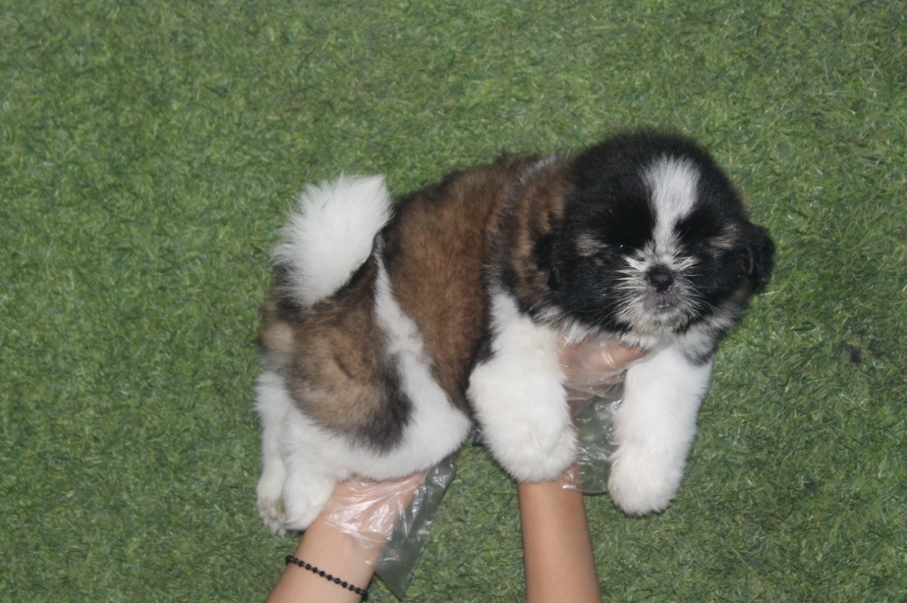 Shih Tzu